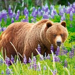 Castorland Legpuzzel Baer On The Meadow 500 Stukjes