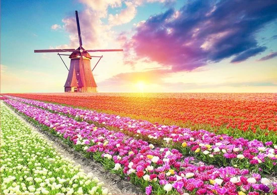 Educa - Puzzle 1500 - Tulips Landscape (017664) 2 Educa - Puzzle 1500 - Tulips Landscape (017664) - Afbeelding 2